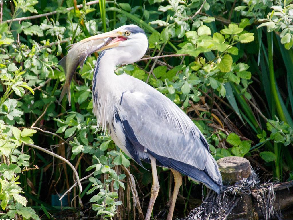 ឧបករណ៍បាញ់ត្រី: ការណែនាំសម្រាប់អ្នកចាប់ត្រី