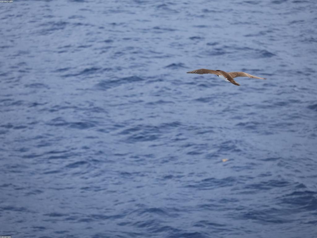 យុទ្ធសាស្ត្របាញ់ត្រី: ការសិក្សាអំពីភាសាបាញ់ត្រីសមុទ្រ