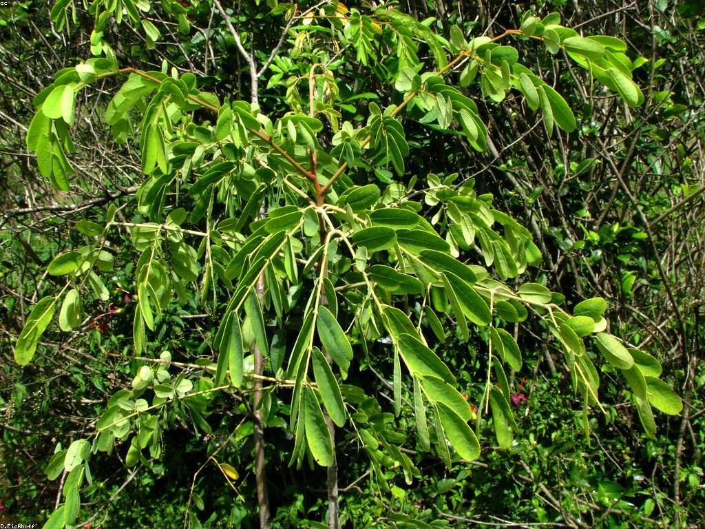 ការប្រើប្រាស់ឧបករណ៍បាញ់ត្រី: គន្លងនិងដំណោះស្រាយ